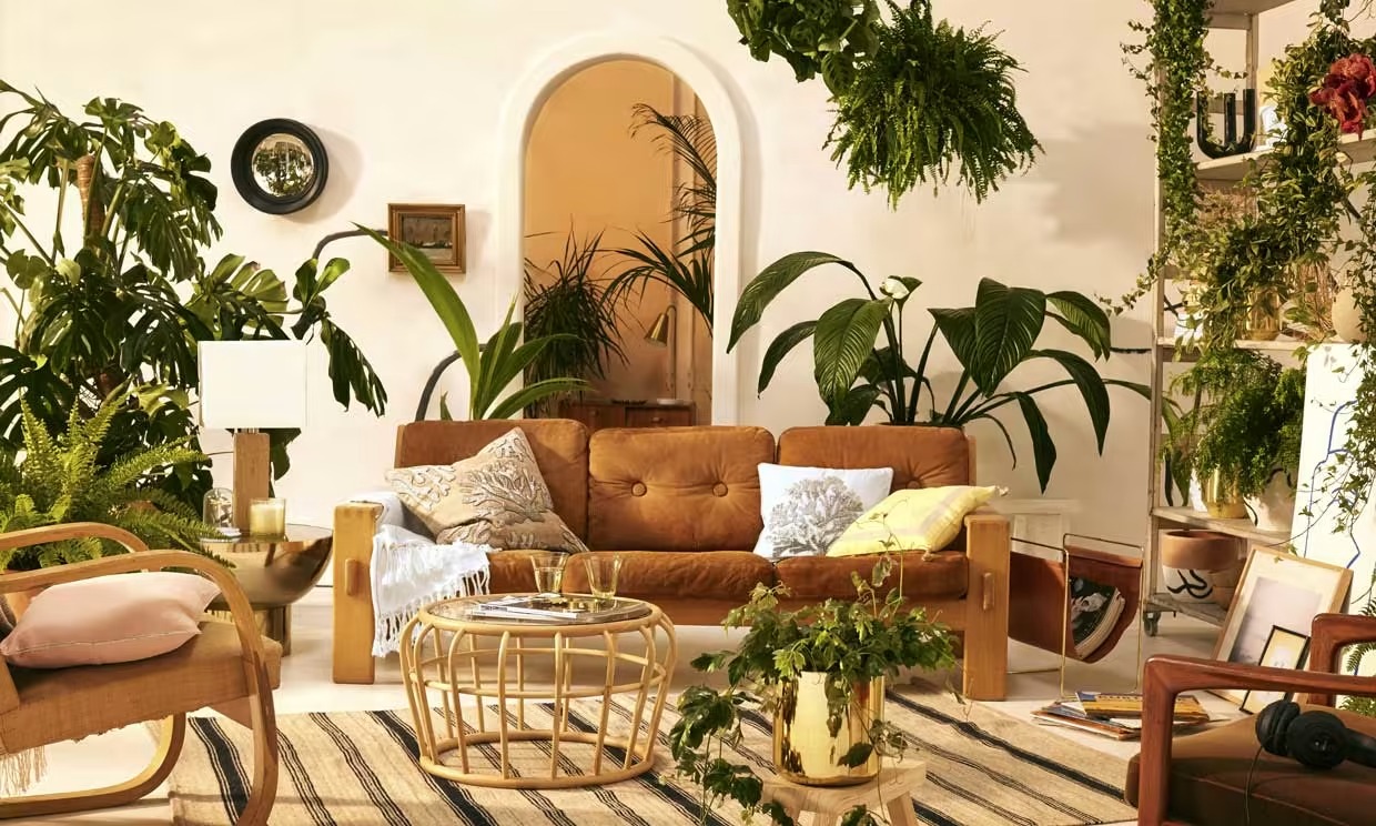 Chouchoutez vos plantes d'intérieur avec les soins de base avant l'automne